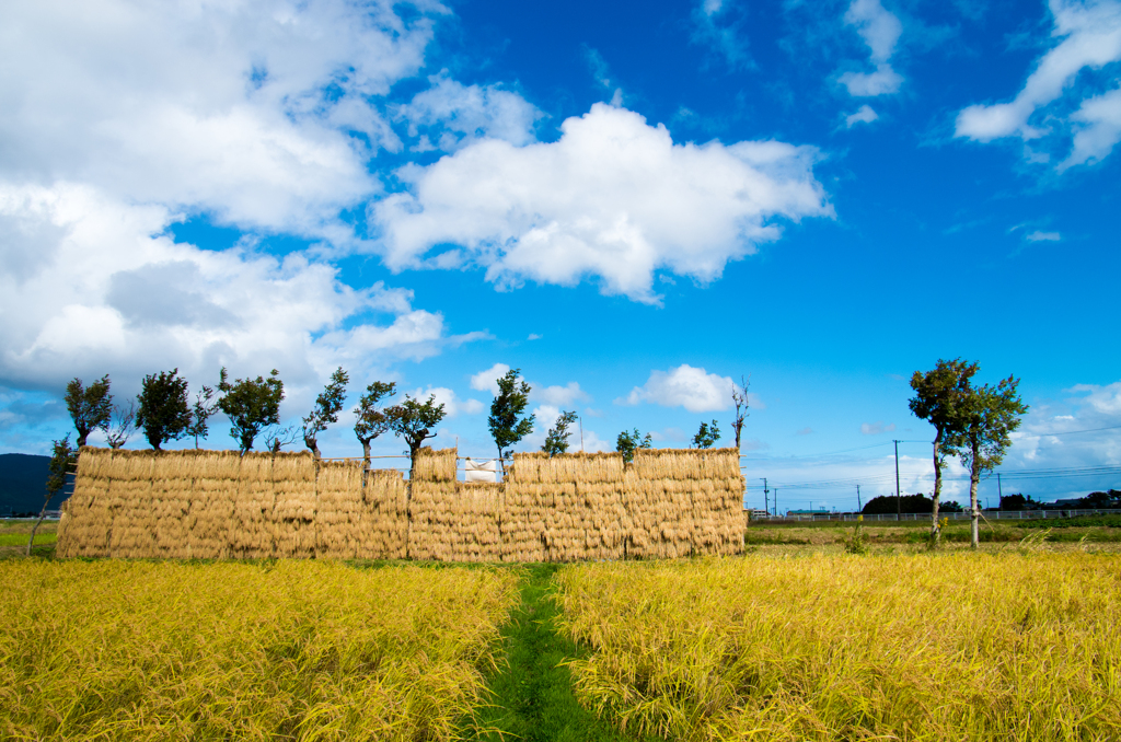 稲架木のある風景 -満載-