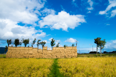 稲架木のある風景 -満載-