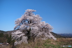 黒岩の夫婦桜