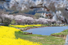 公園に春が来た