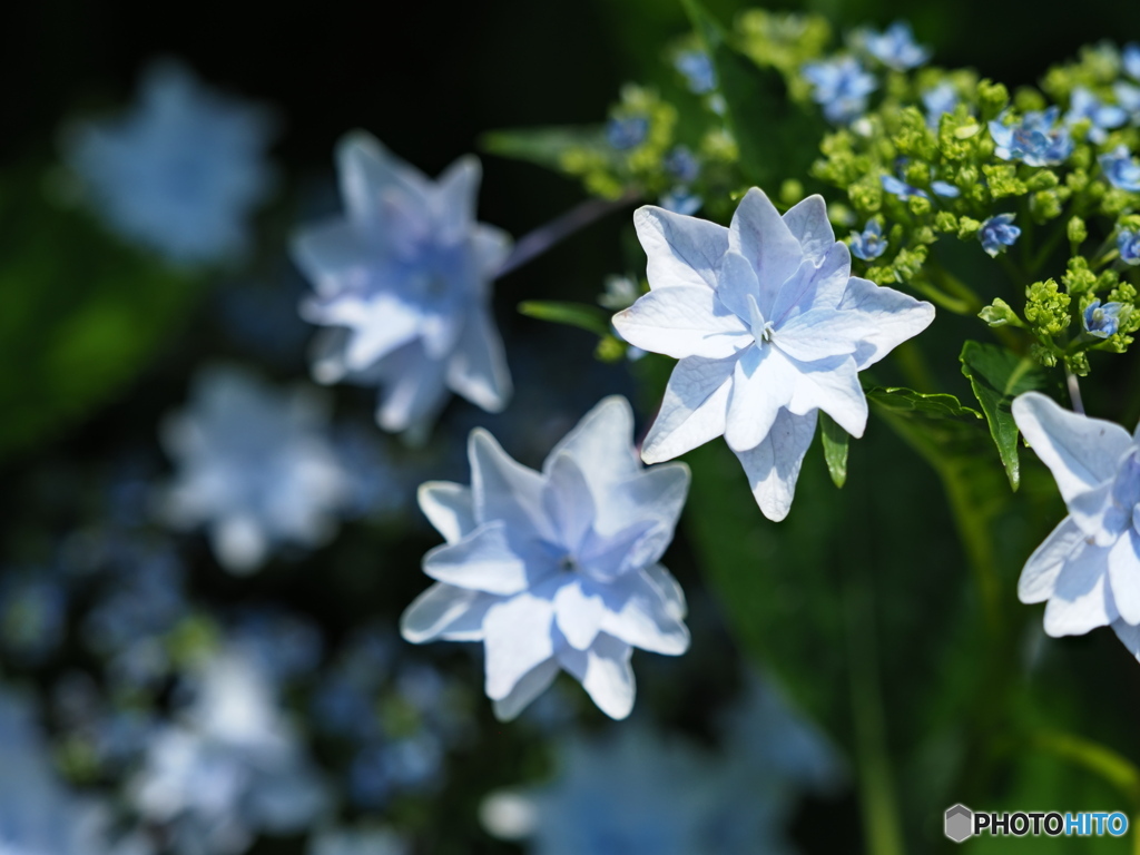 紫陽花を楽しむ ㉑