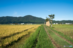 稲架木のある風景 2023-15