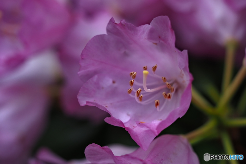 ひと花