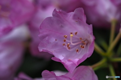 ひと花