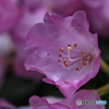 ひと花