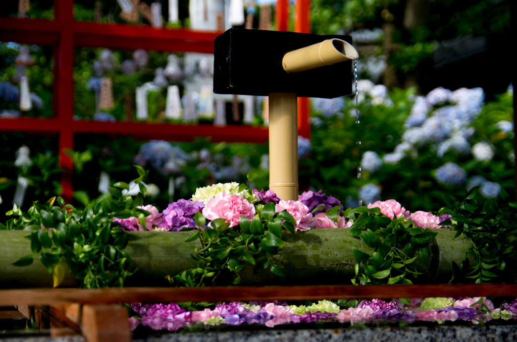 紫陽花の手水舎