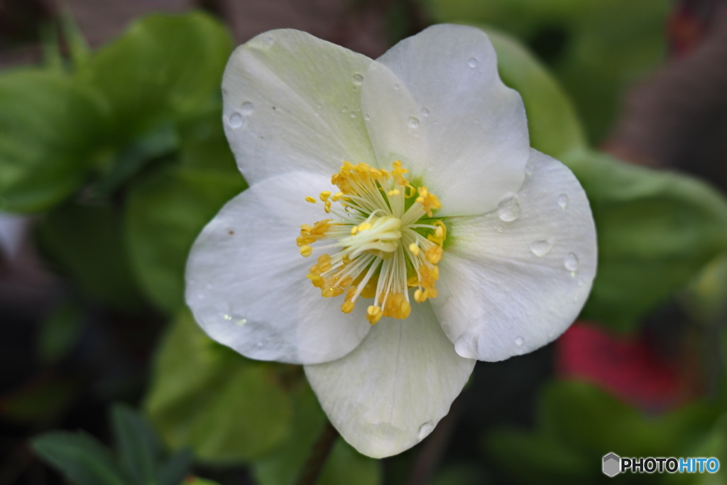 冬の花…4