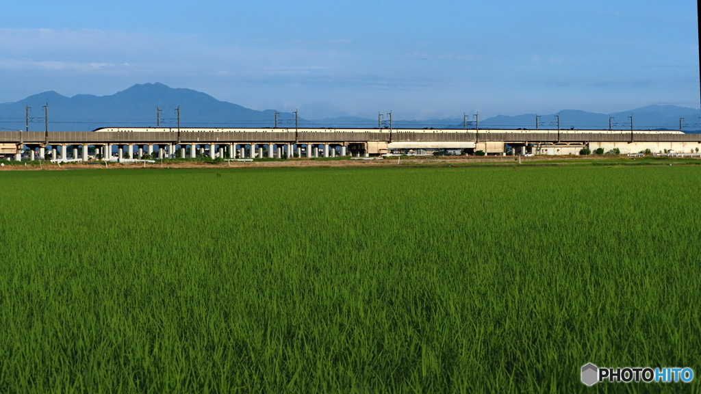 緑濃くなった美田を往く