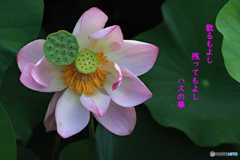 古代ハスに魅せられて ⑥
