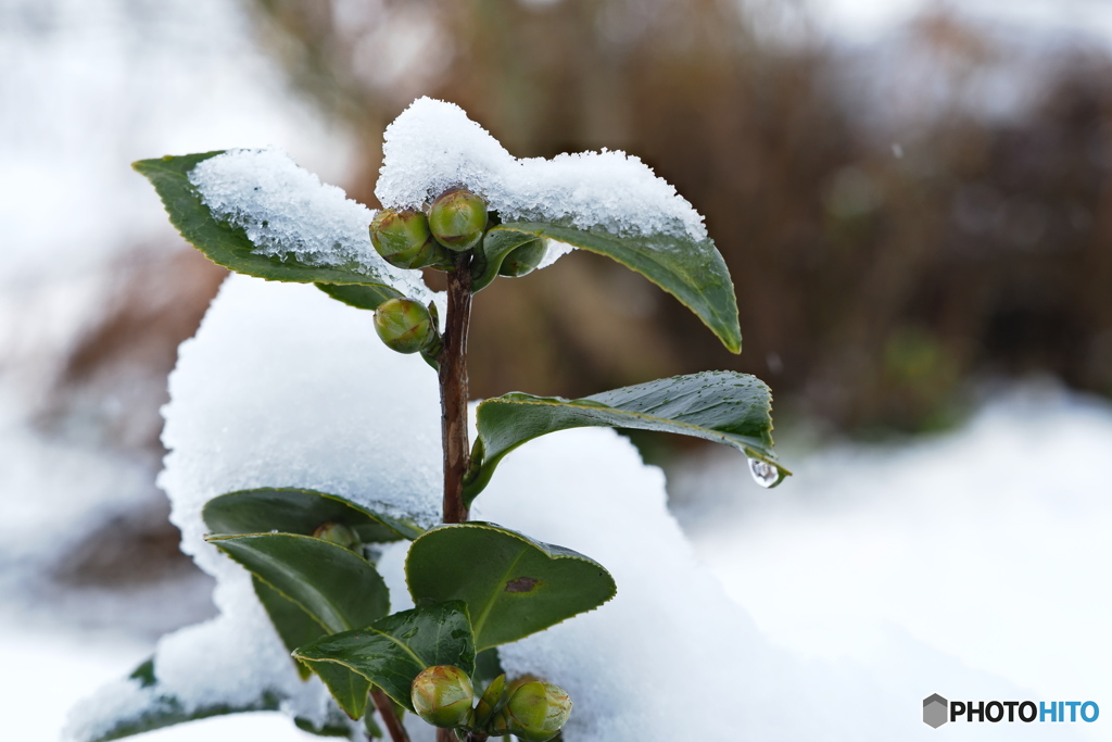 雪が解けぬ間に！