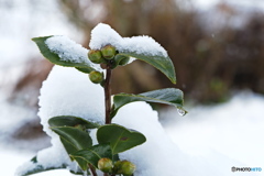 雪が解けぬ間に！