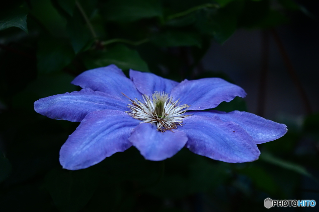 ひと花