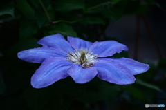 ひと花