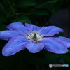 ひと花