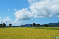2025稲架木のある風景…夏雲