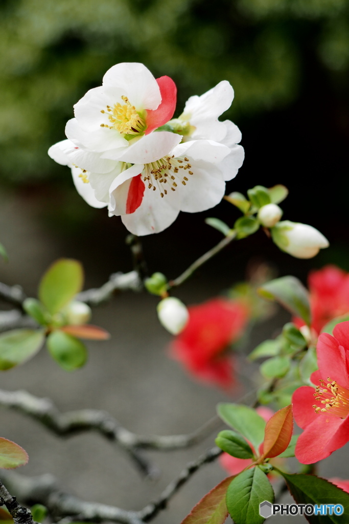 紅白が楽しめる木瓜