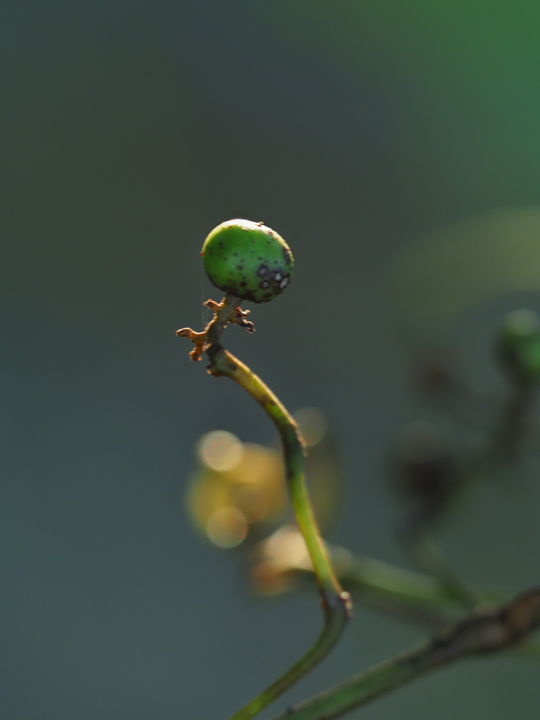つる草の実ひとつ … 立  