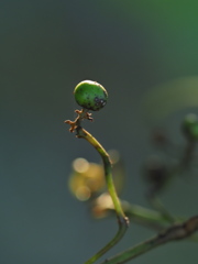 つる草の実ひとつ … 立  