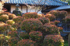 どうらんつつじ