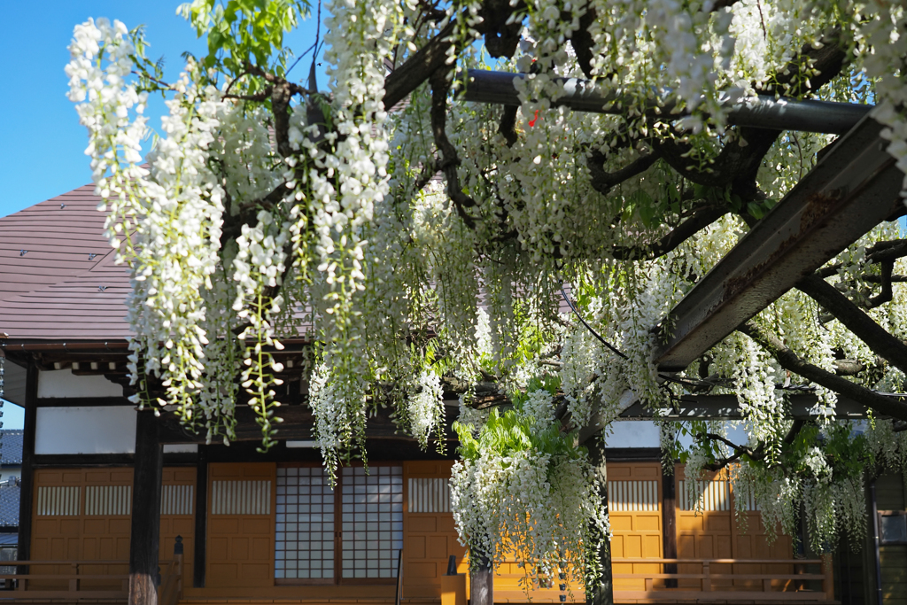 朝陽に照らされ