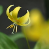 黄花のカタクリ