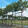 稲架木のある風景・稲架準備完了  