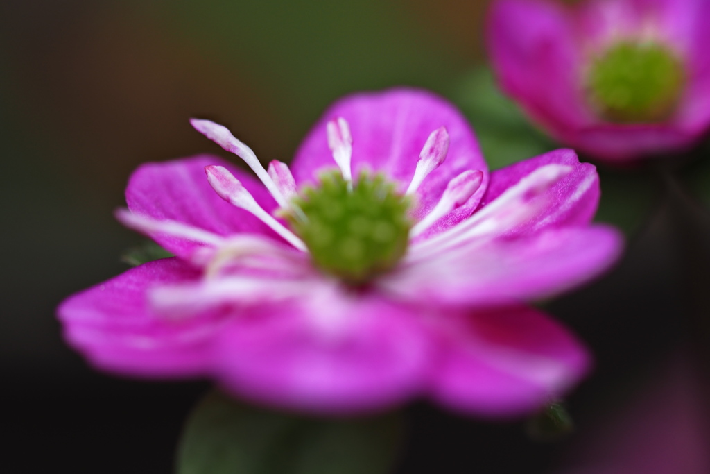 早春の花…雪割草 ⓹