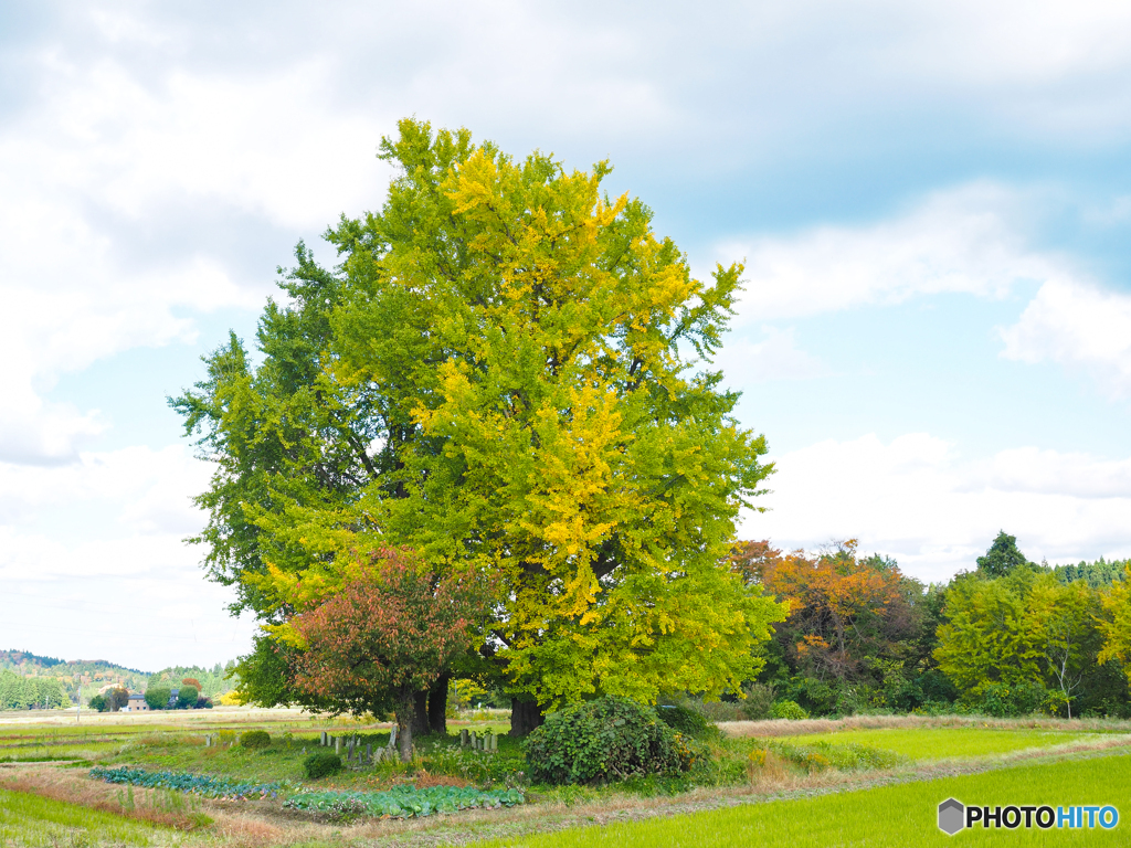 黄葉には早かった！
