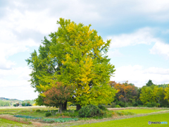 黄葉には早かった！