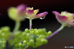 紫陽花を楽しむ  ㉓