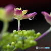 紫陽花を楽しむ  ㉓