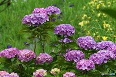 紫陽花を楽しむ ⑦