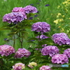 紫陽花を楽しむ ⑦