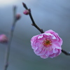 寒梅一輪