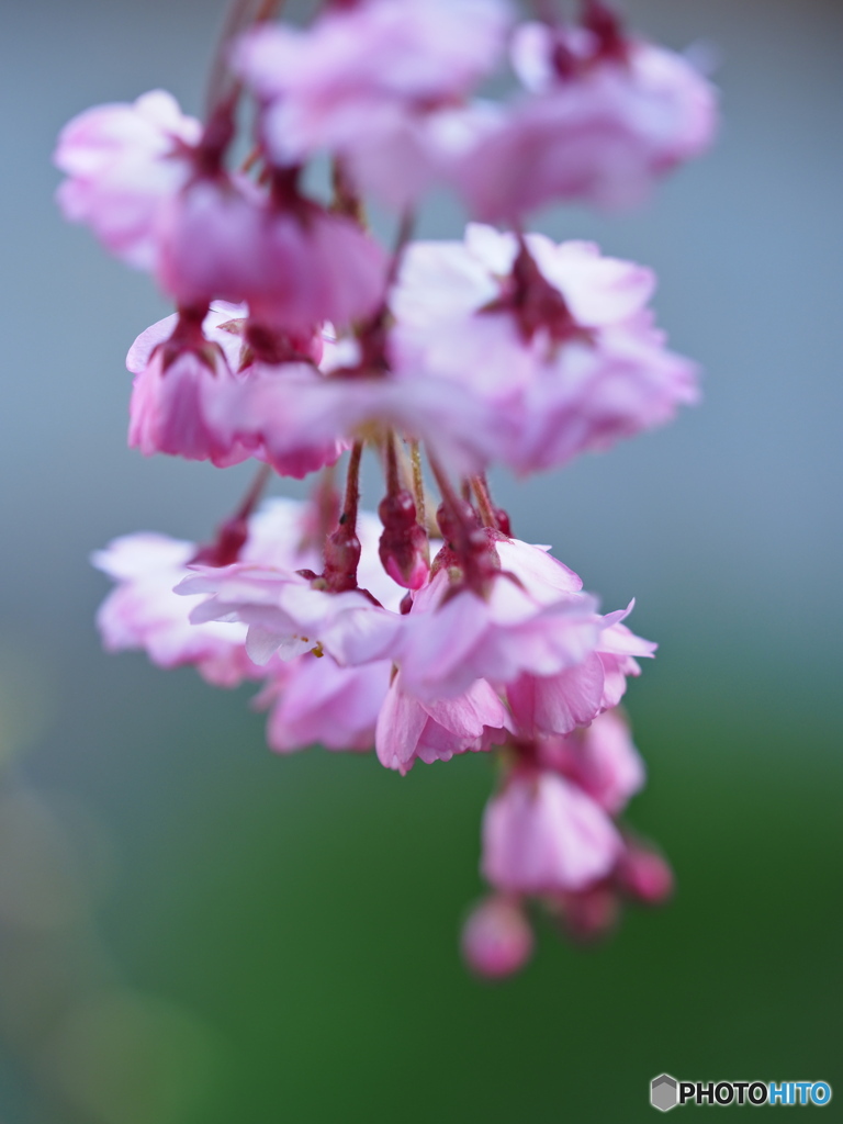 しだれ桜