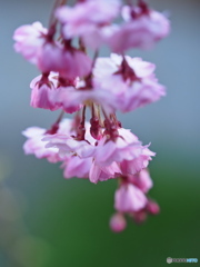 しだれ桜