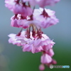 しだれ桜