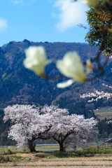 布目（地名）の夫婦桜