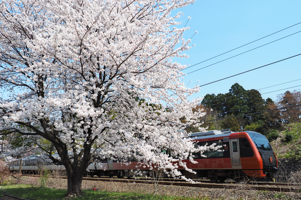 春日和…満開の桜と「桜海里」