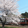 春日和…満開の桜と「桜海里」