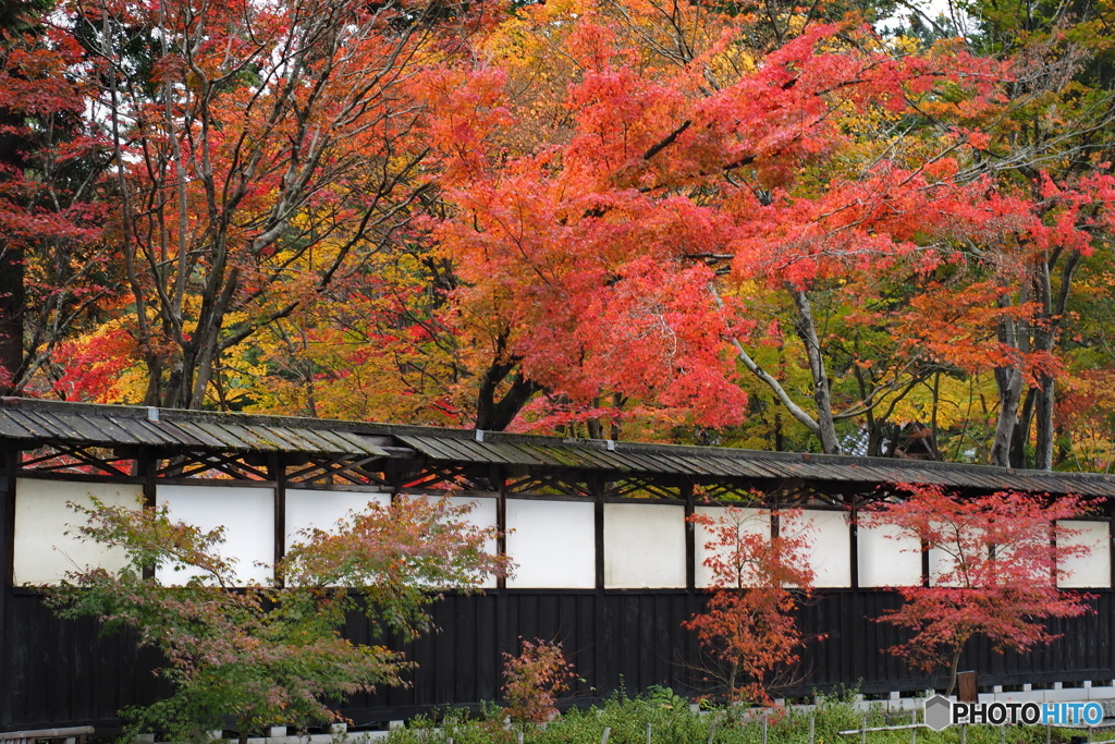 白塀の紅葉