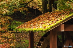 屋根の落葉