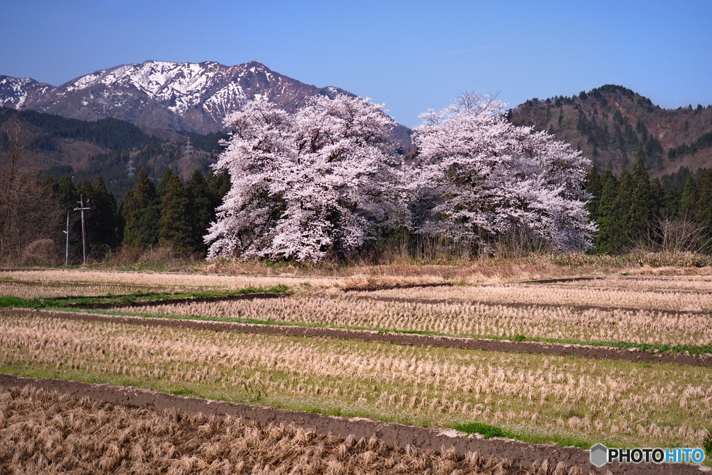 里の春