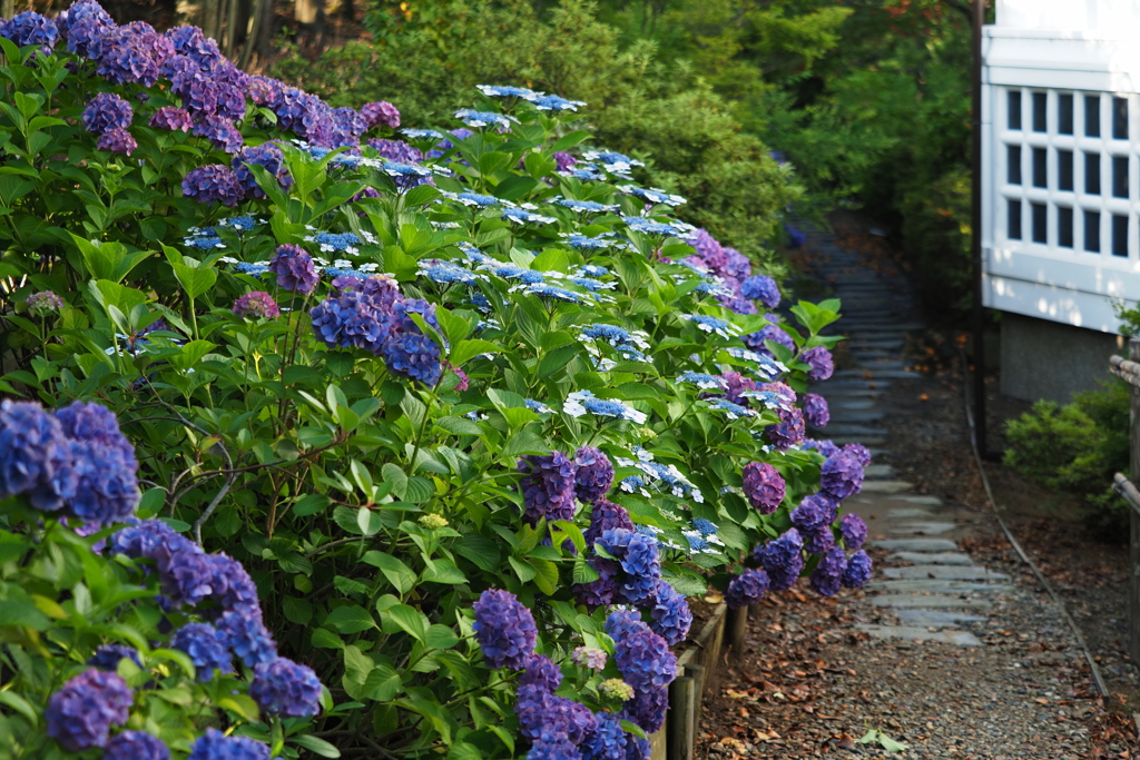 紫陽花の小路