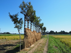 稲架木のある風景  -秋天一碧-  