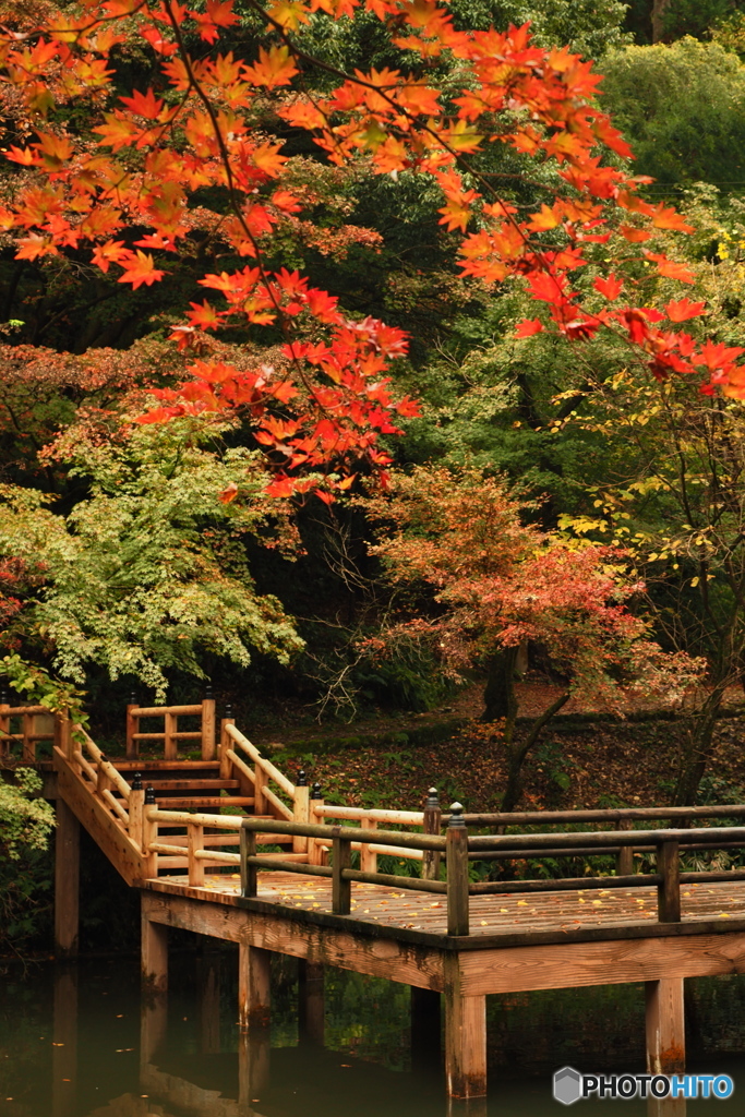公園の紅葉 