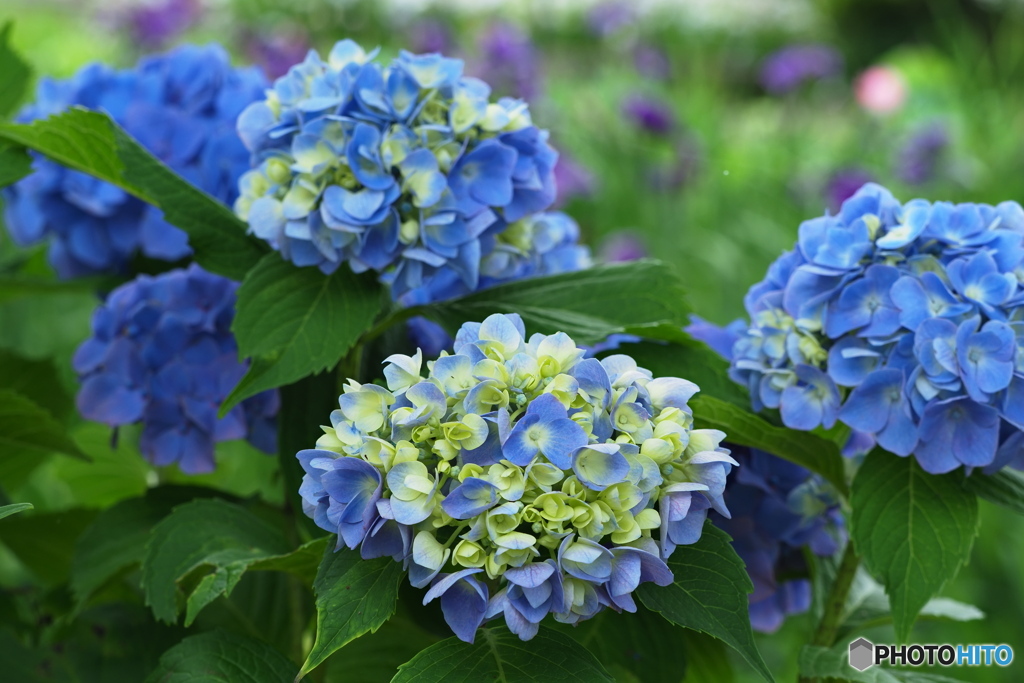 紫陽花を楽しむ ⑬