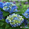 紫陽花を楽しむ ⑬