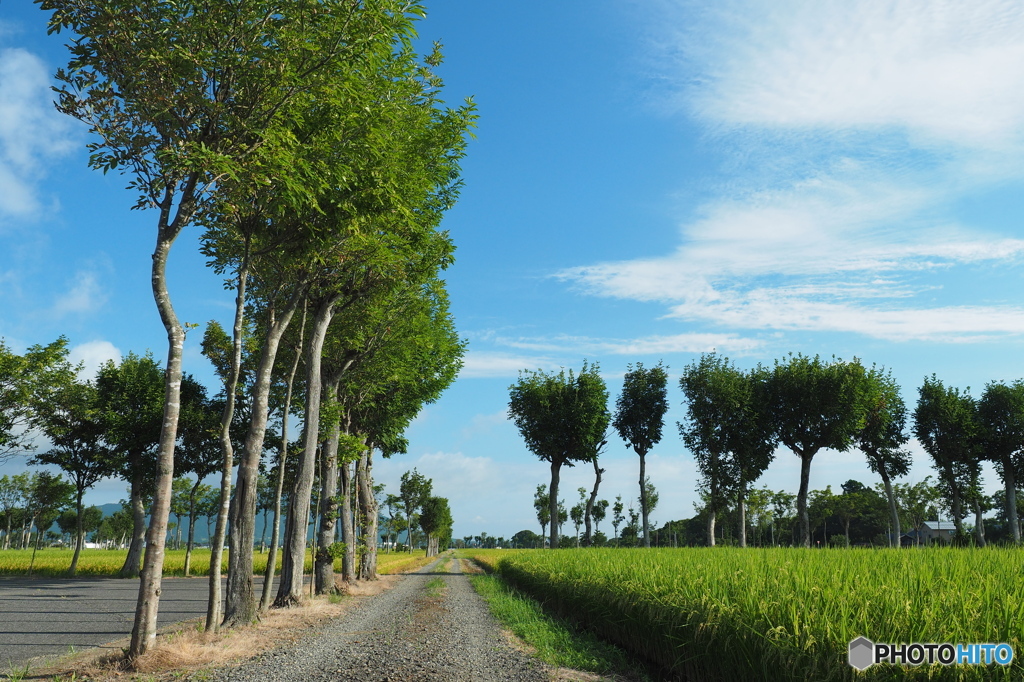 稲架木のある風景…農道