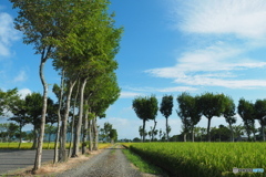 稲架木のある風景…農道